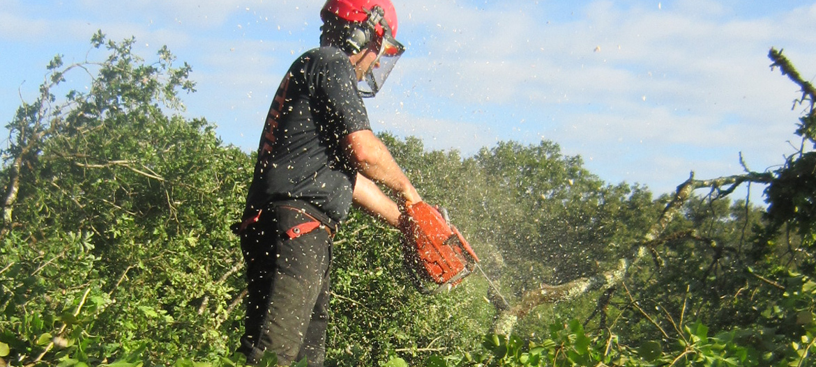 exploitation forestiere en sologne